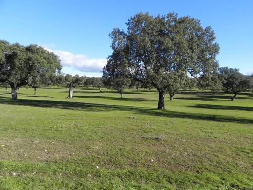 imagen 1 de SE ALQUILA FINCA GANADERA 100 HAS. DEHESA DE ENCINAS ZONA LA MORERA- LA PARRA. (BADAJOZ).