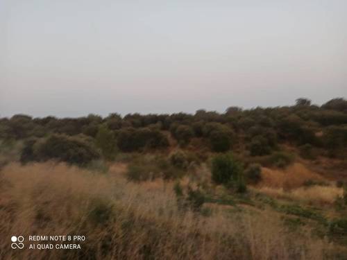 imagen 16 de Lote de 3 Fincas El Jaral