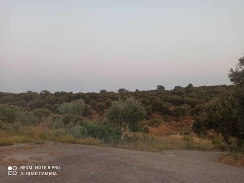 imagen 19 de Lote de 3 Fincas El Jaral