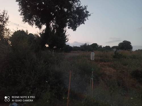 imagen 17 de Lote de 3 Fincas El Jaral