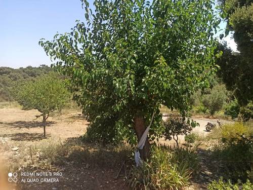 imagen 3 de Lote de 3 Fincas El Jaral