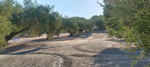 imagen 3 de Olivos centenarios picual