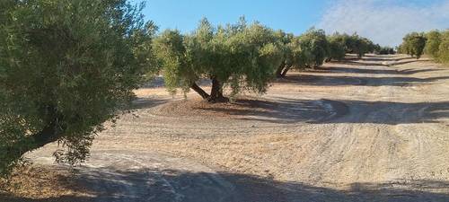 imagen 4 de Olivos centenarios picual