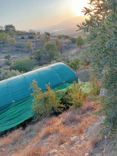 imagen 5 de Casa de 80m2 y 2,5 ha de olivar y frutales en producción ecológica