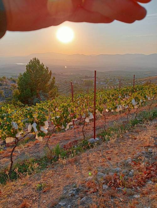 imagen 7 de Casa de 80m2 y 2,5 ha de olivar y frutales en producción ecológica