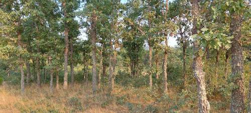 imagen 1 de Finca rústica de 68 hectáreas