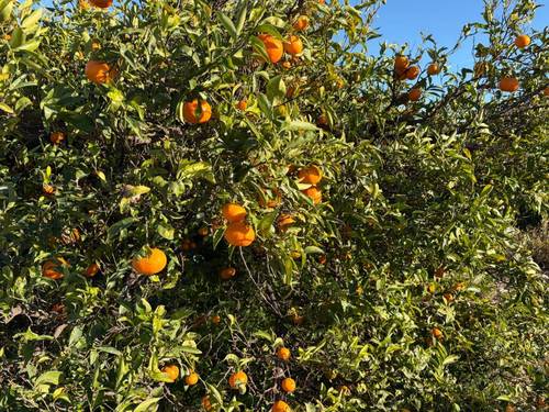 imagen 1 de Finca rústica Cabanes