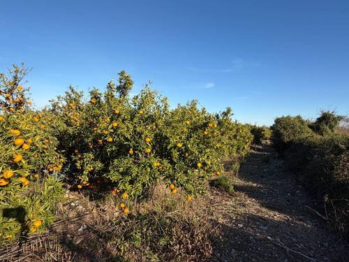 imagen 4 de Finca rústica Cabanes