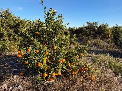 imagen 1 de Finca rústica Cabanes