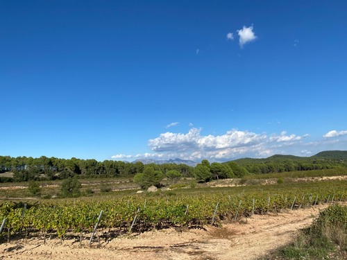 imagen 1 de Viñedo de 25ha Ecológico a 480m de altitud