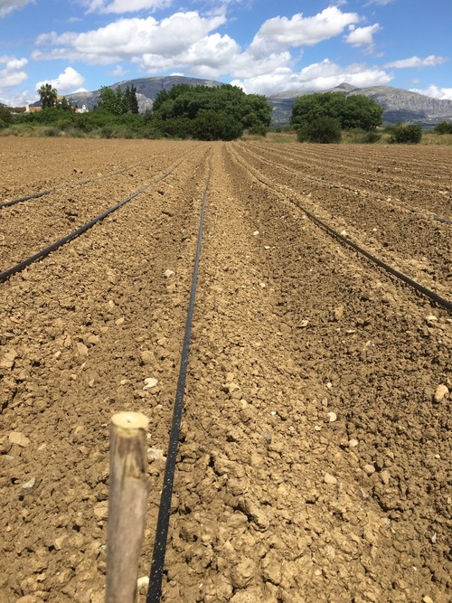 imagen 8 de Terreno buen situado en el valle Guadalhorce