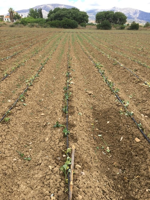imagen 13 de Terreno buen situado en el valle Guadalhorce