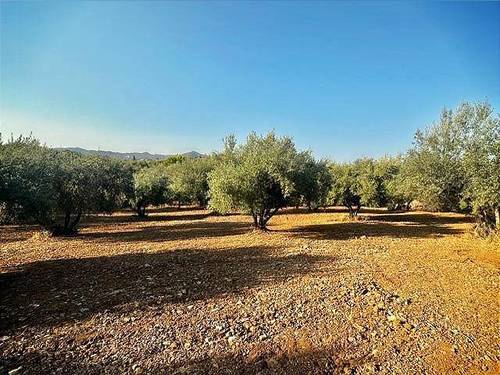 imagen 2 de Oportunidad! 4,4 ha de Olivar Centenario en Periana: 400 árboles en alta producción