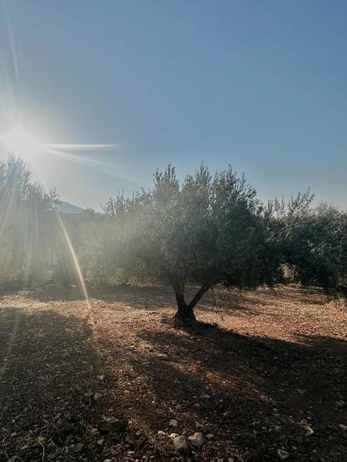 imagen 5 de Oportunidad! 4,4 ha de Olivar Centenario en Periana: 400 árboles en alta producción