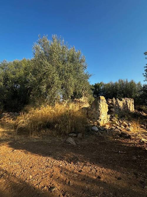 imagen 8 de Oportunidad! 4,4 ha de Olivar Centenario en Periana: 400 árboles en alta producción