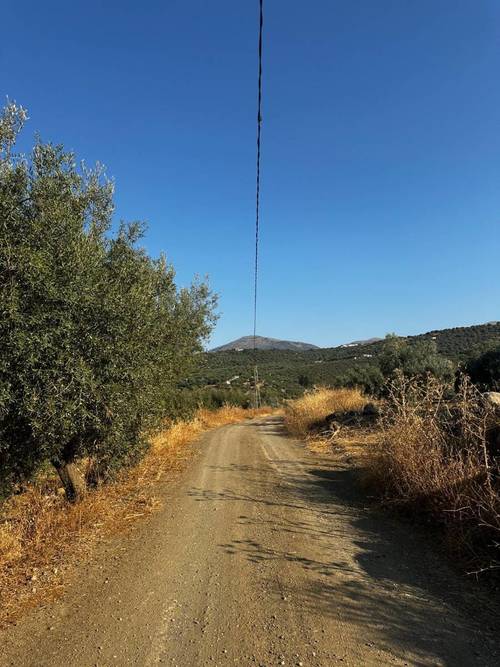 imagen 4 de Oportunidad! 4,4 ha de Olivar Centenario en Periana: 400 árboles en alta producción