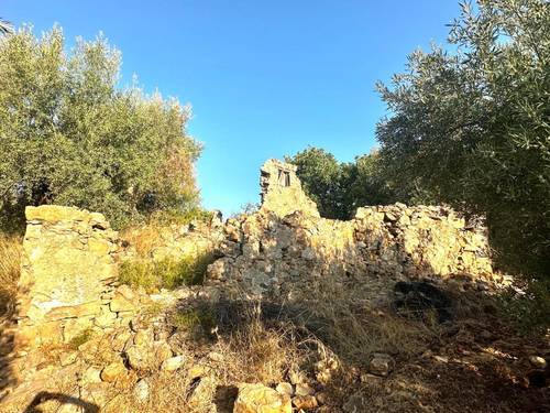 imagen 6 de Oportunidad! 4,4 ha de Olivar Centenario en Periana: 400 árboles en alta producción