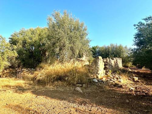 imagen 7 de Oportunidad! 4,4 ha de Olivar Centenario en Periana: 400 árboles en alta producción