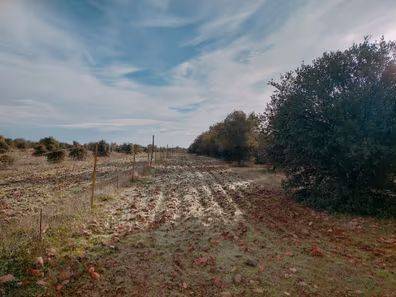 imagen 12 de FINCA RUSTICA 142HA