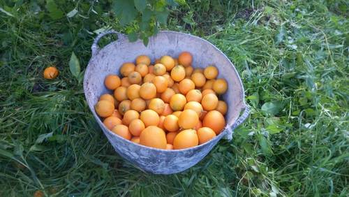 imagen 15 de Parcela urbana en parque nacional