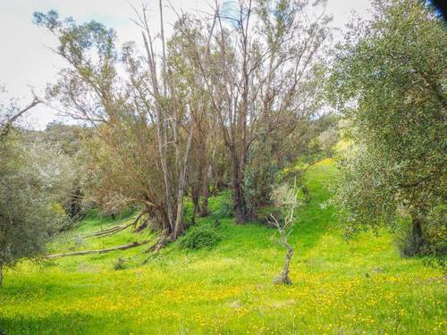 imagen 5 de Parcela Rústica