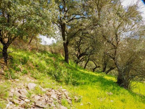 imagen 3 de Parcela Rústica