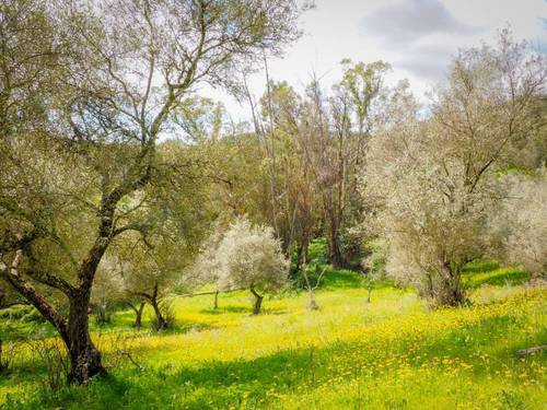 imagen 4 de Parcela Rústica