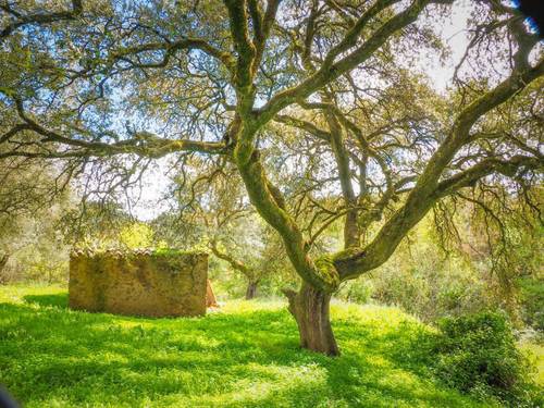 imagen 6 de Parcela Rústica