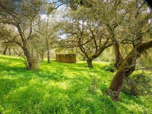 imagen 7 de Parcela Rústica