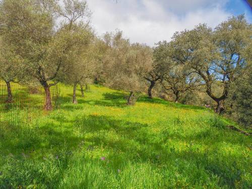 imagen 8 de Parcela Rústica