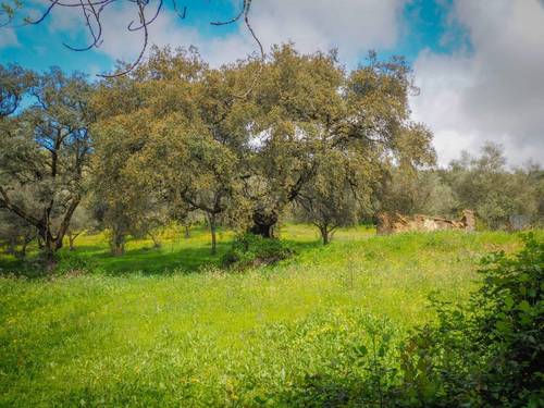 imagen 10 de Parcela Rústica