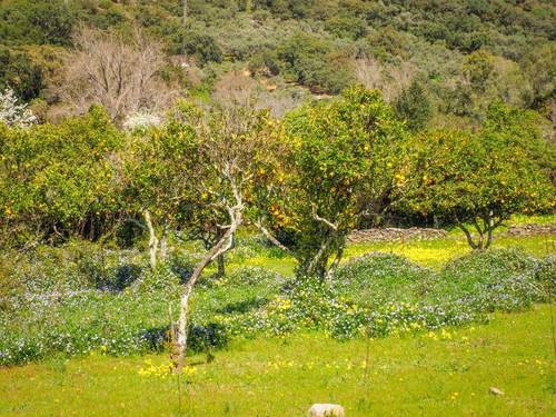 imagen 10 de Parcela rústica