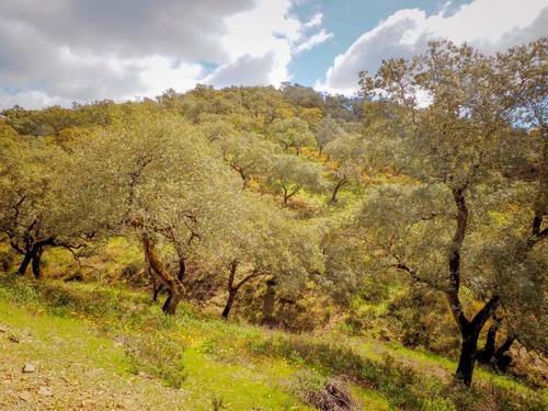 imagen 1 de Finca Dehesa