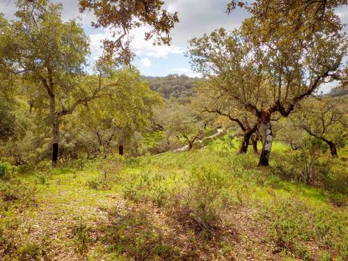 imagen 2 de Finca Dehesa