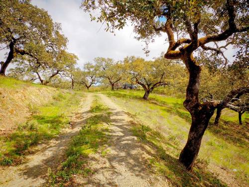 imagen 4 de Finca Dehesa