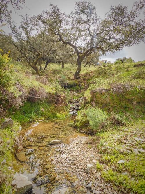 imagen 19 de Finca Dehesa