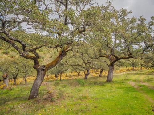 imagen 22 de Finca Dehesa