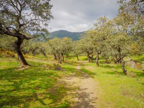 imagen 25 de Finca Dehesa