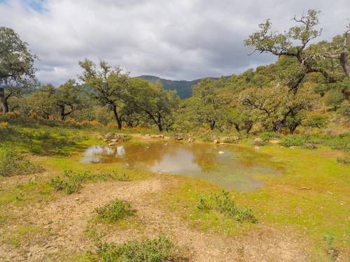 imagen 27 de Finca Dehesa