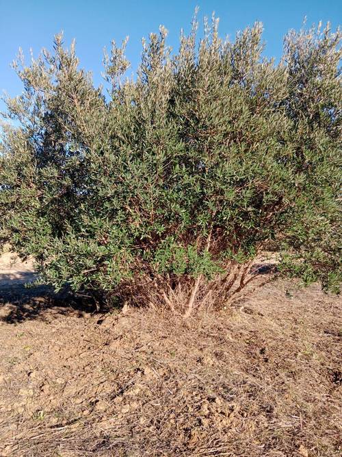 imagen 5 de Terreno rústico con escritura pública y pozo.