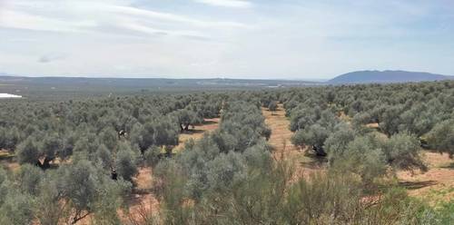 imagen 1 de Venta Finca Olivar "Casería Espejo"