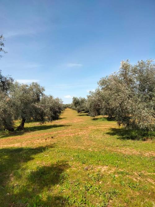 imagen 2 de Venta Finca Olivar "Casería Espejo"
