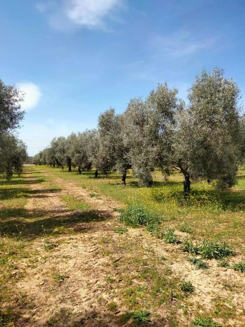 imagen 3 de Venta Finca Olivar "Casería Espejo"