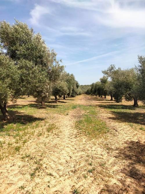 imagen 5 de Venta Finca Olivar "Casería Espejo"