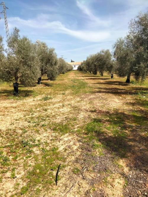 imagen 6 de Venta Finca Olivar "Casería Espejo"