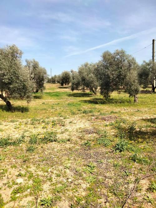 imagen 8 de Venta Finca Olivar "Casería Espejo"