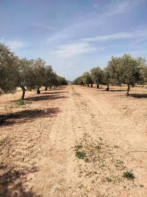 imagen 9 de Venta Finca Olivar "Casería Espejo"