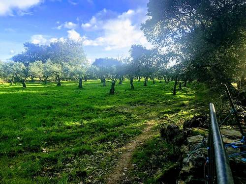imagen 3 de Dehesa en la provincia de Cáceres de 150 hectáreas