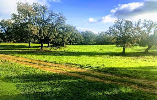 imagen 9 de Dehesa en la provincia de Cáceres de 150 hectáreas