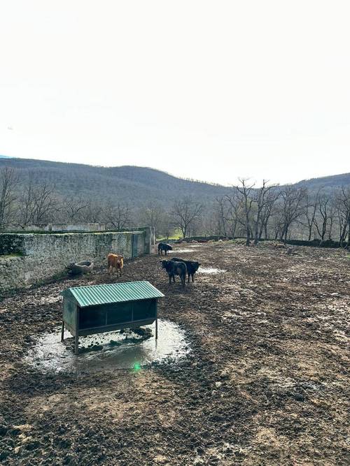 imagen 15 de Finca ganadera en el norte de Cáceres